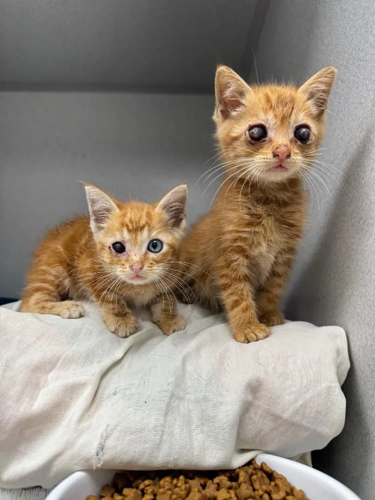 Pumpernickel thumbnail 3