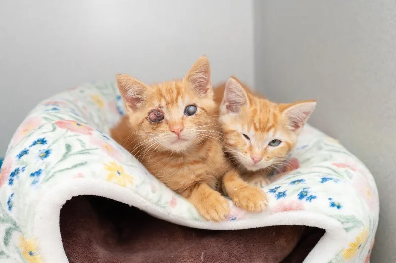 Pumpernickel thumbnail 4