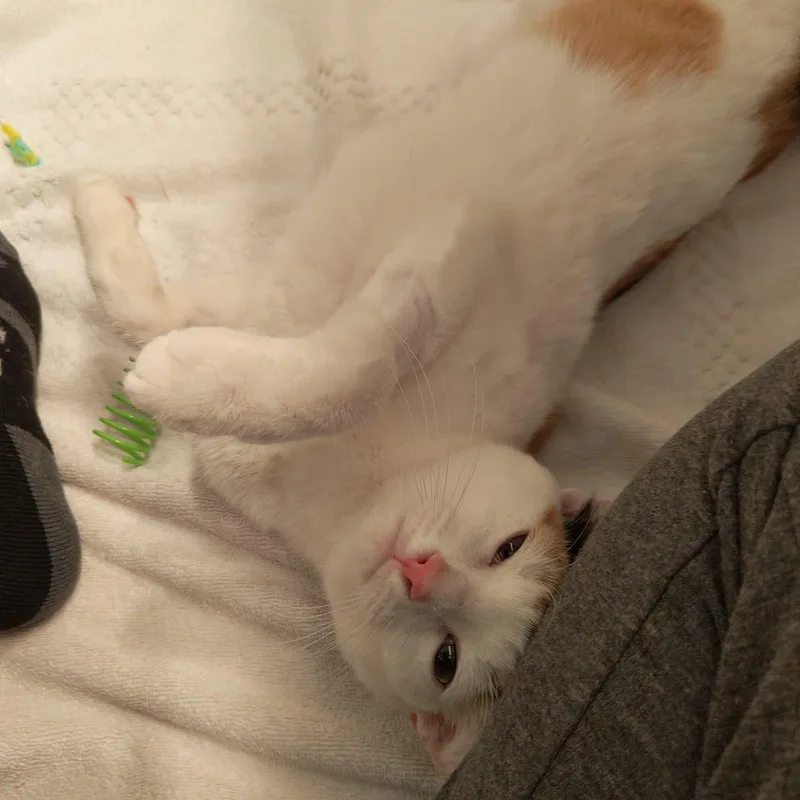 Gardenia thumbnail 2