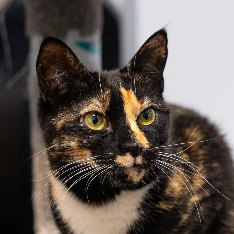 An adult large-sized female Tortoiseshell Tortoiseshell cat named Mercedes for adoption in Dalton, GA