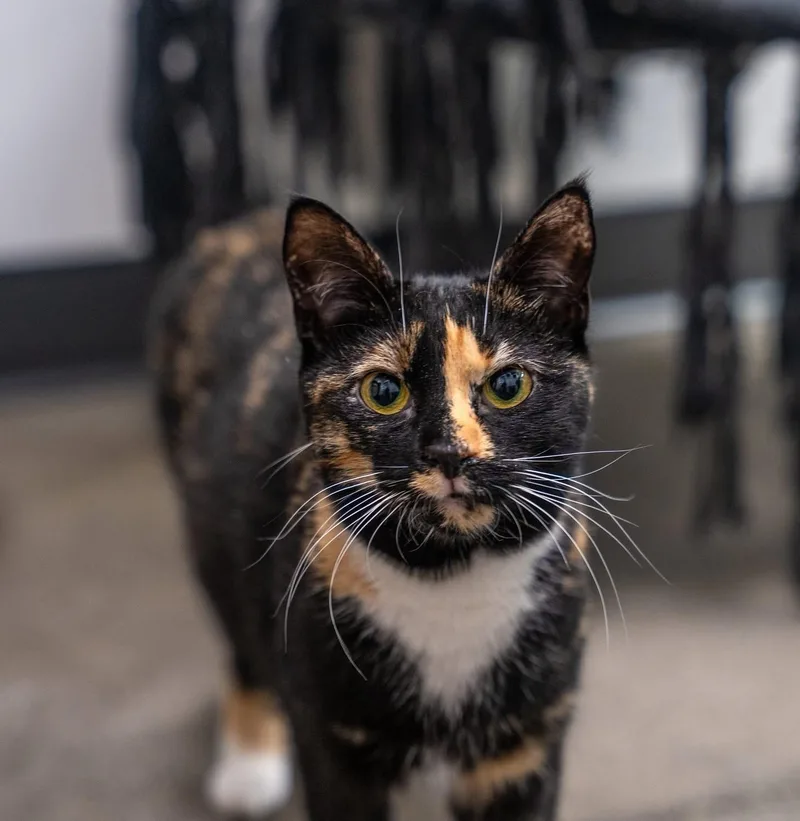 Mercedes thumbnail 2