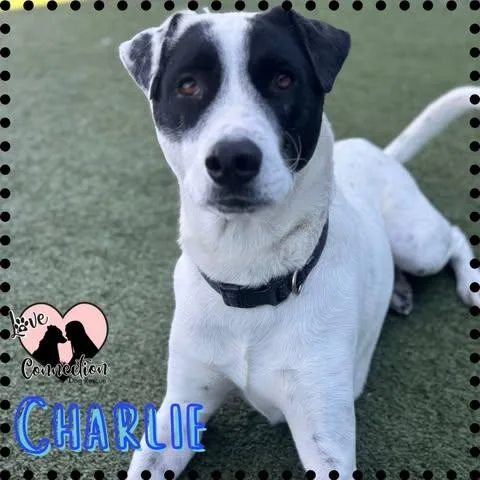 A young medium-sized male Black Labrador Retriever dog named Charlie for adoption in Gilbert, AZ