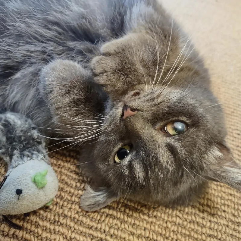 Cinnamon Bun thumbnail 2