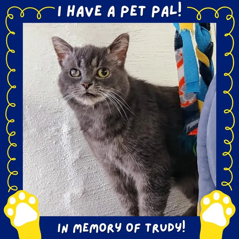 Cinnamon Bun thumbnail 3