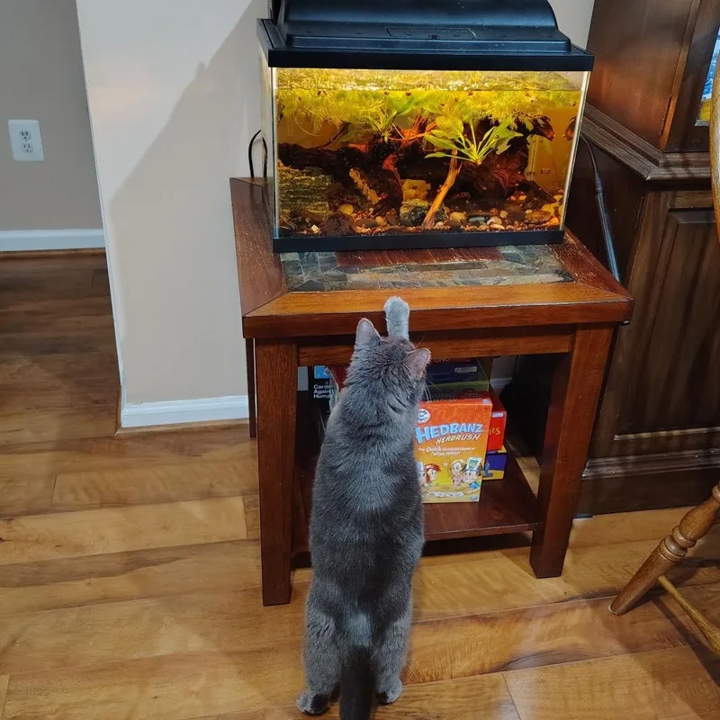 Cinnamon Bun thumbnail 4