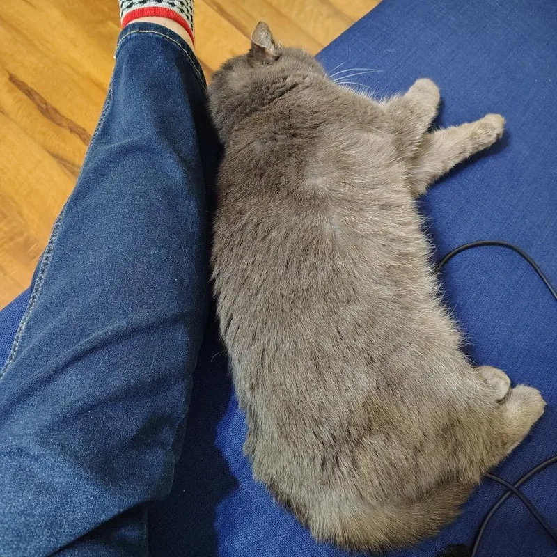 Cinnamon Bun thumbnail 5