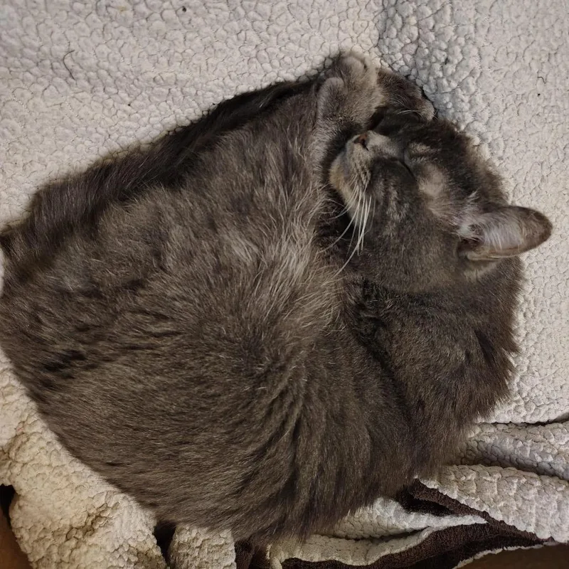 Cinnamon Bun thumbnail 6