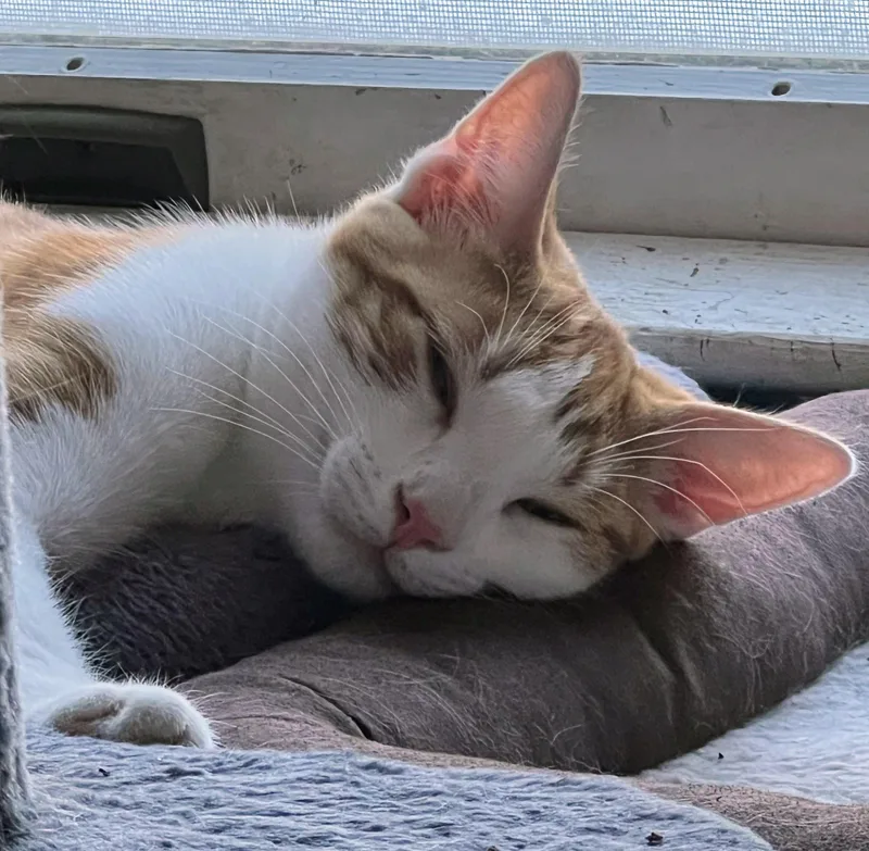 Freddy Mercury thumbnail 2