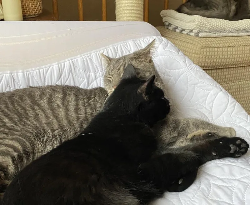 Porta & Jenks thumbnail 2