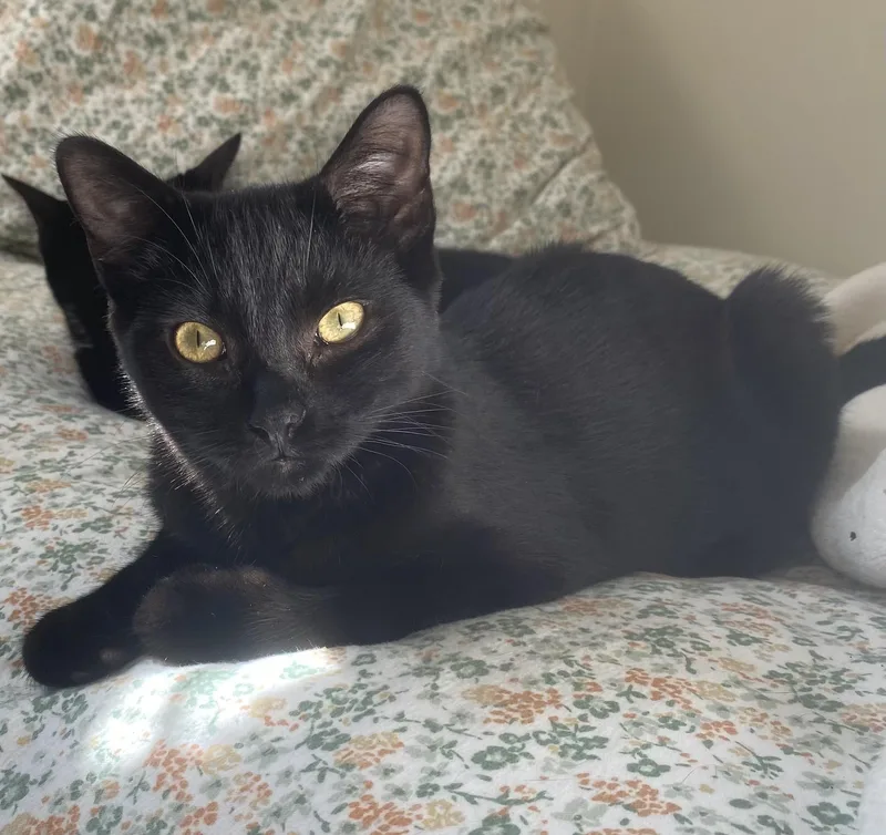 Porta & Jenks thumbnail 4