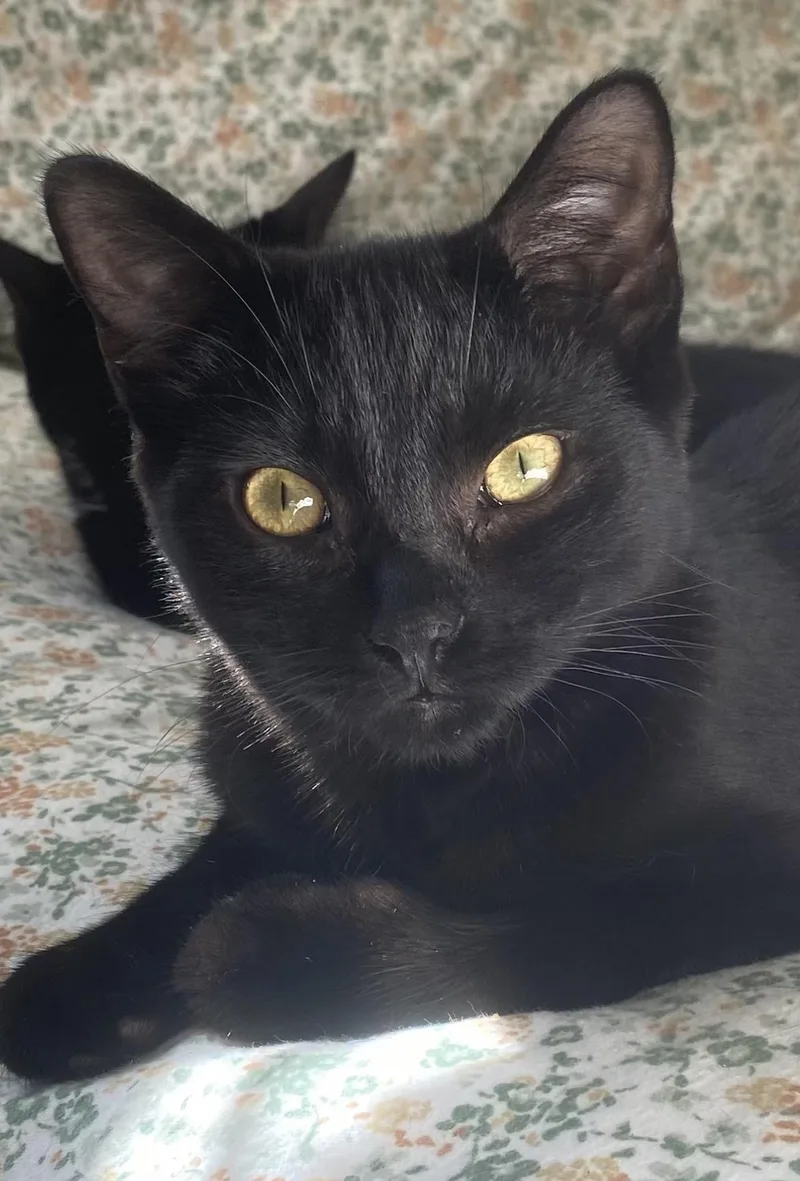 Porta & Jenks thumbnail 5