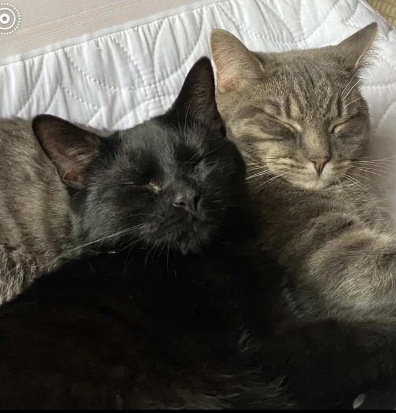 Porta & Jenks thumbnail 6