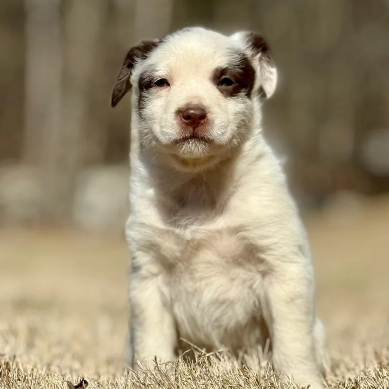 Pup ______ thumbnail 2