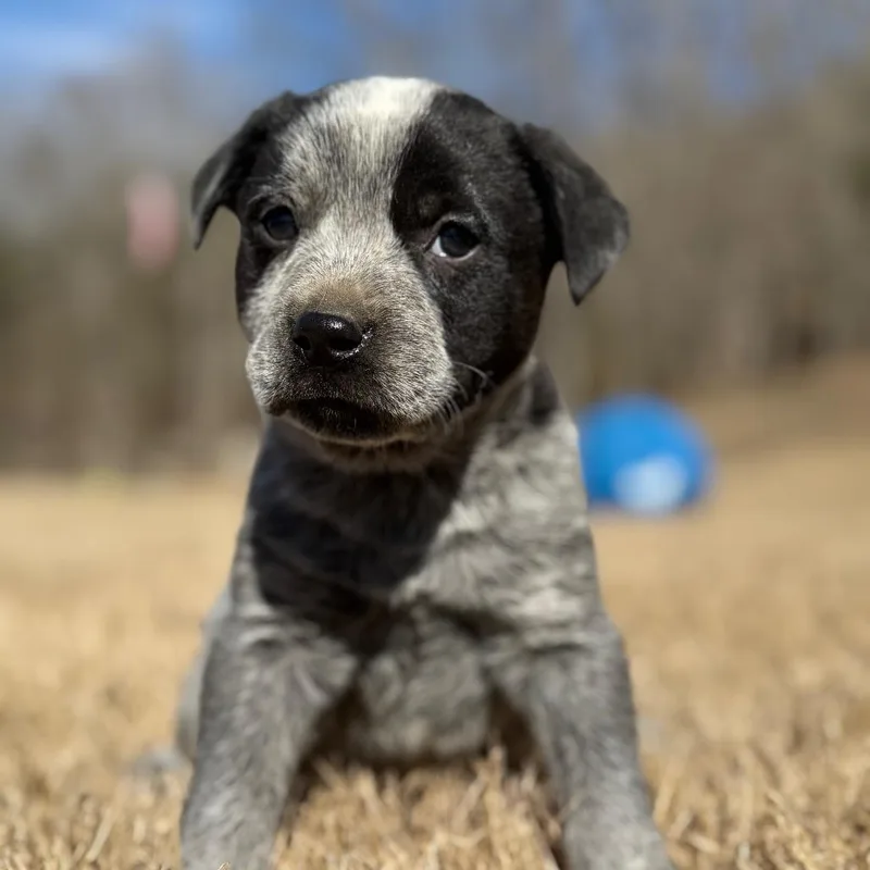 Pup _______ thumbnail 2