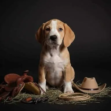 Puppy __ thumbnail 2