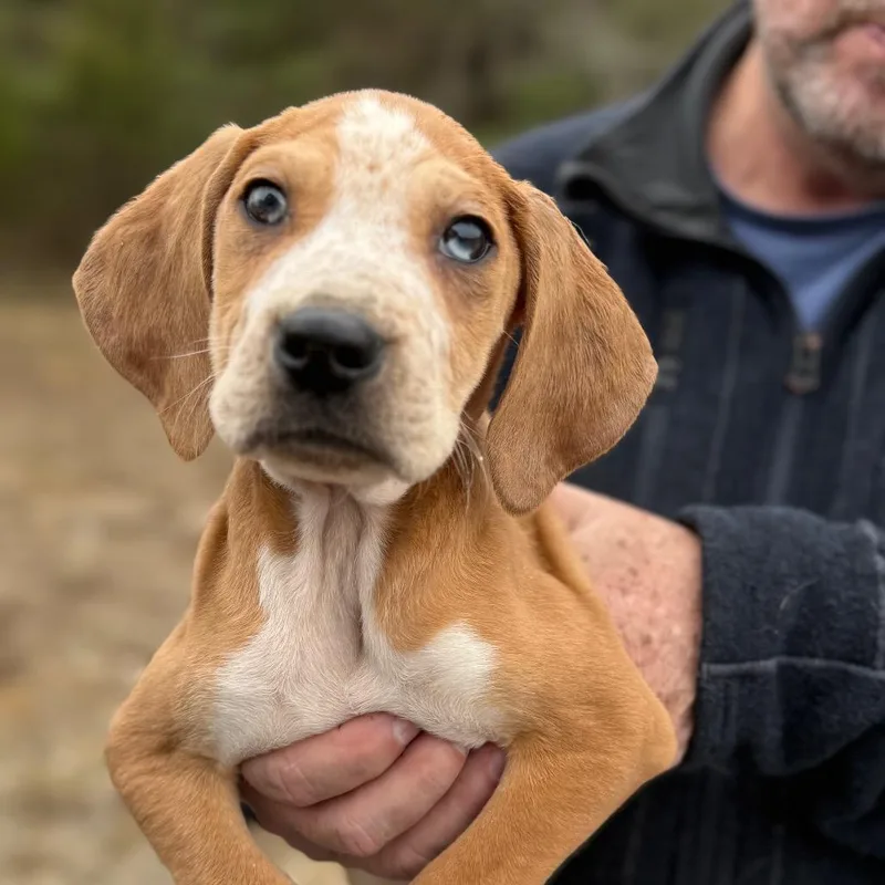 Puppy __ thumbnail 3