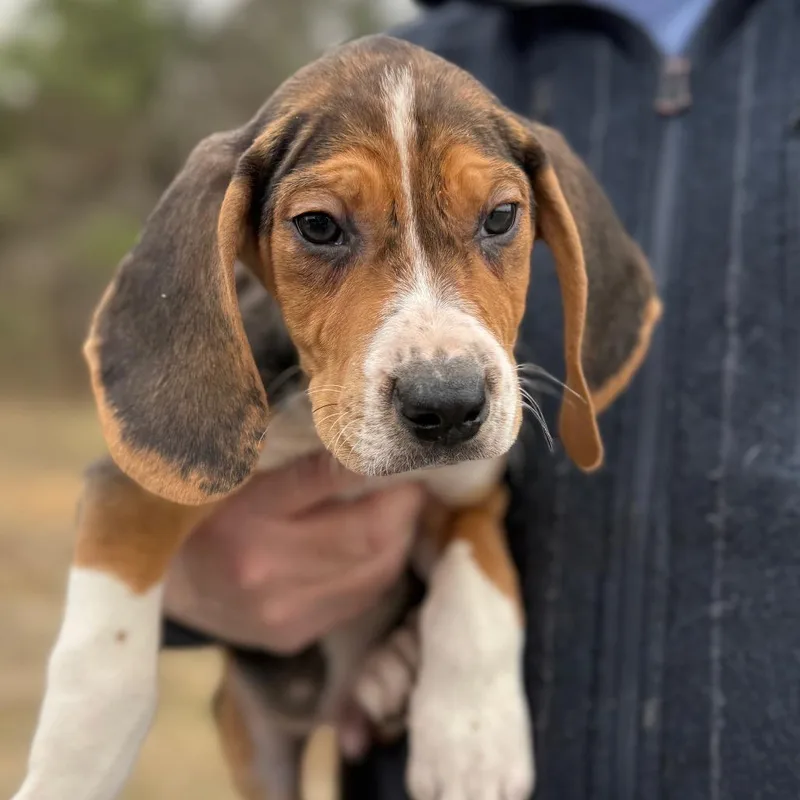 Puppy ___ thumbnail 2