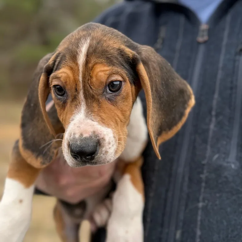 Puppy ___ thumbnail 3