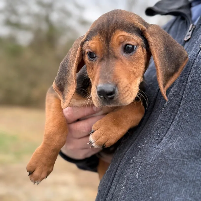 Puppy _____ thumbnail 2