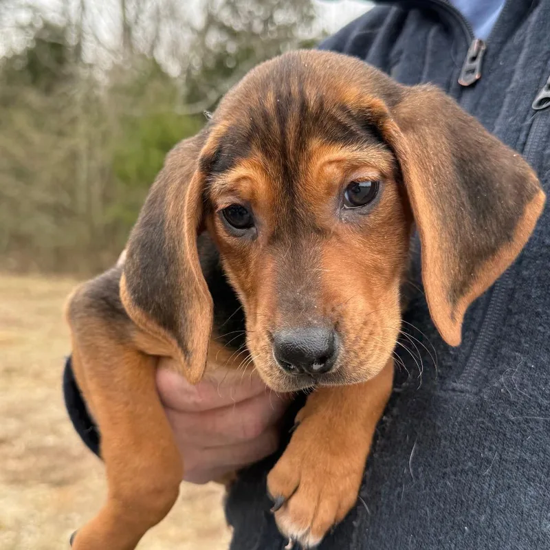 Puppy _____ thumbnail 3