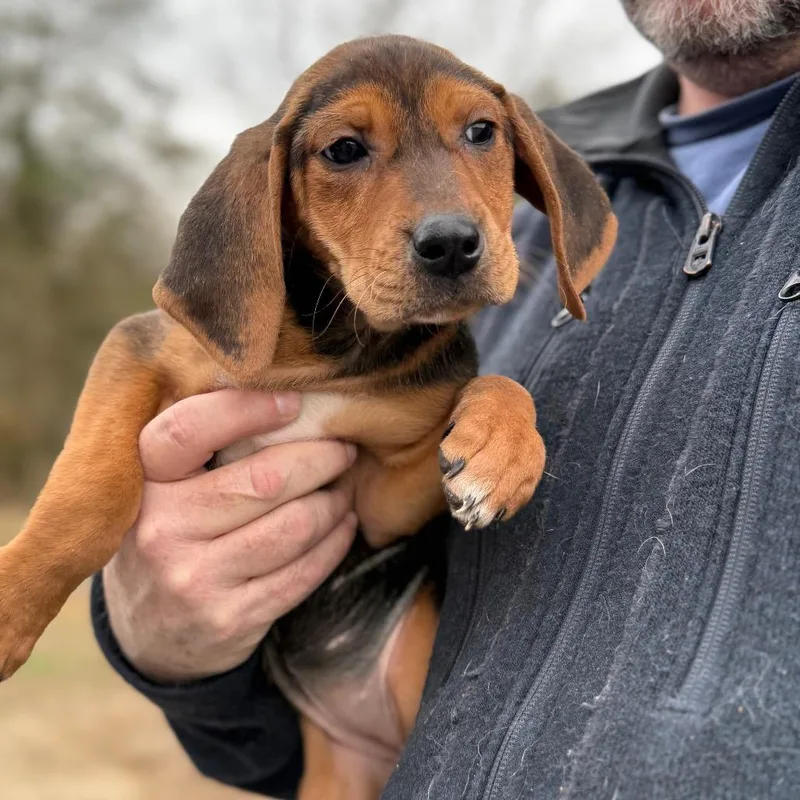 Puppy _____ thumbnail 4