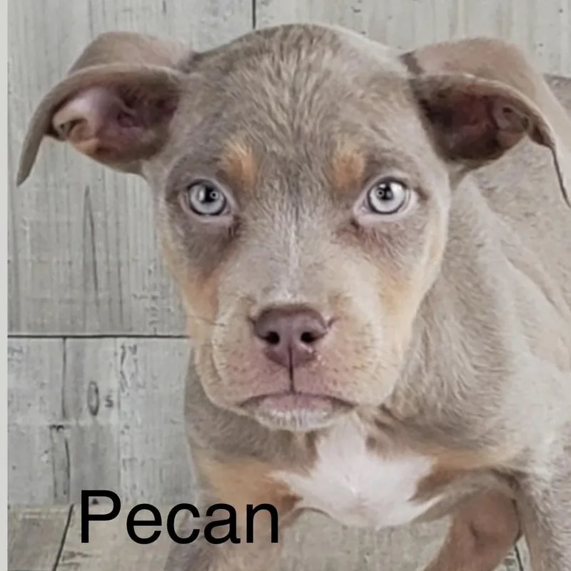 Pecan