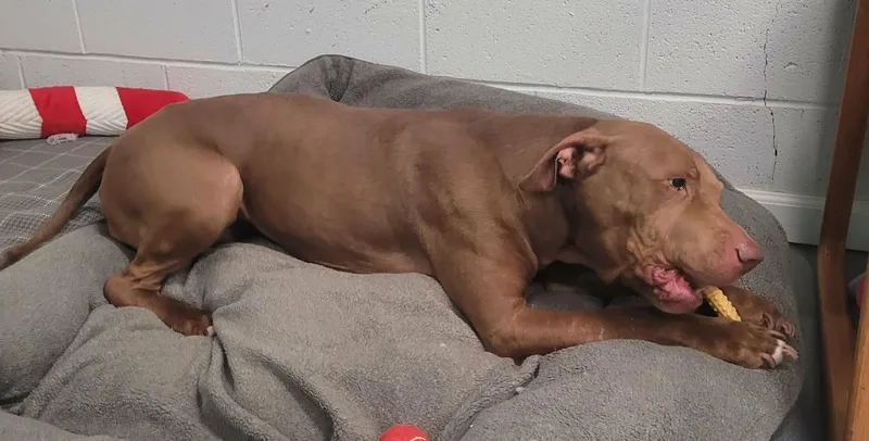 Zeva! Lovely Lady! thumbnail 2