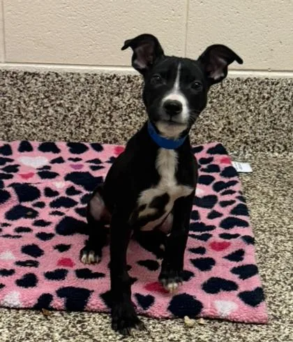 Fishbone thumbnail 2