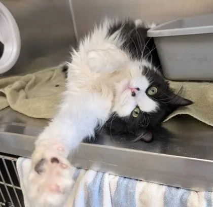 Kentucky thumbnail 3