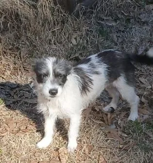 Bella