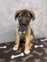 Casanova thumbnail 2