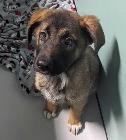 Casanova thumbnail 3