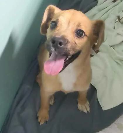 Wigglesnort thumbnail 2