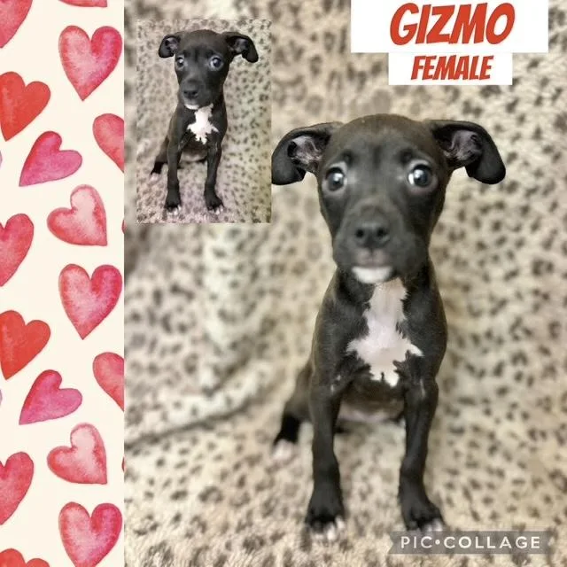 Gizmo