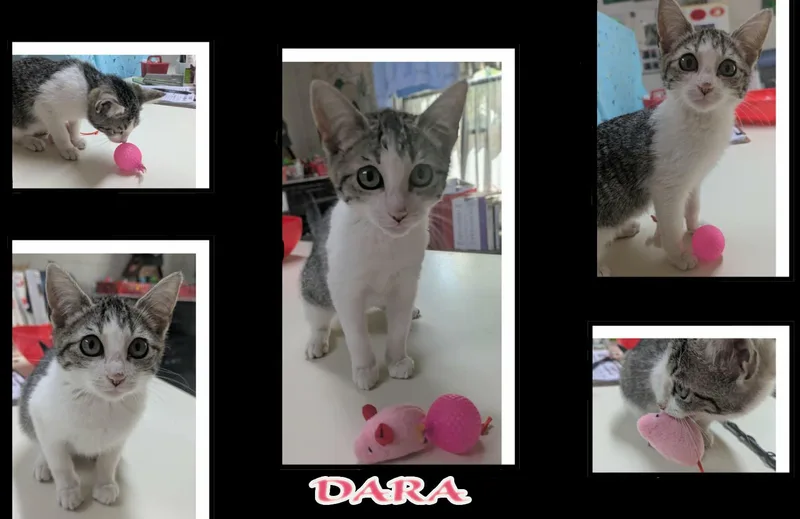 Dara thumbnail 5