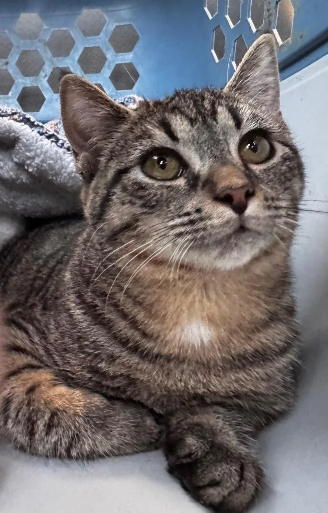 Biffalo Buff thumbnail 2