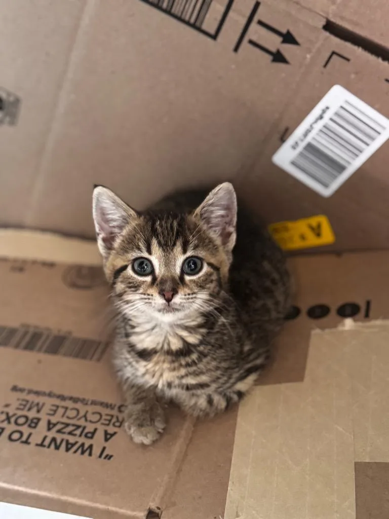 Biffalo Buff thumbnail 3