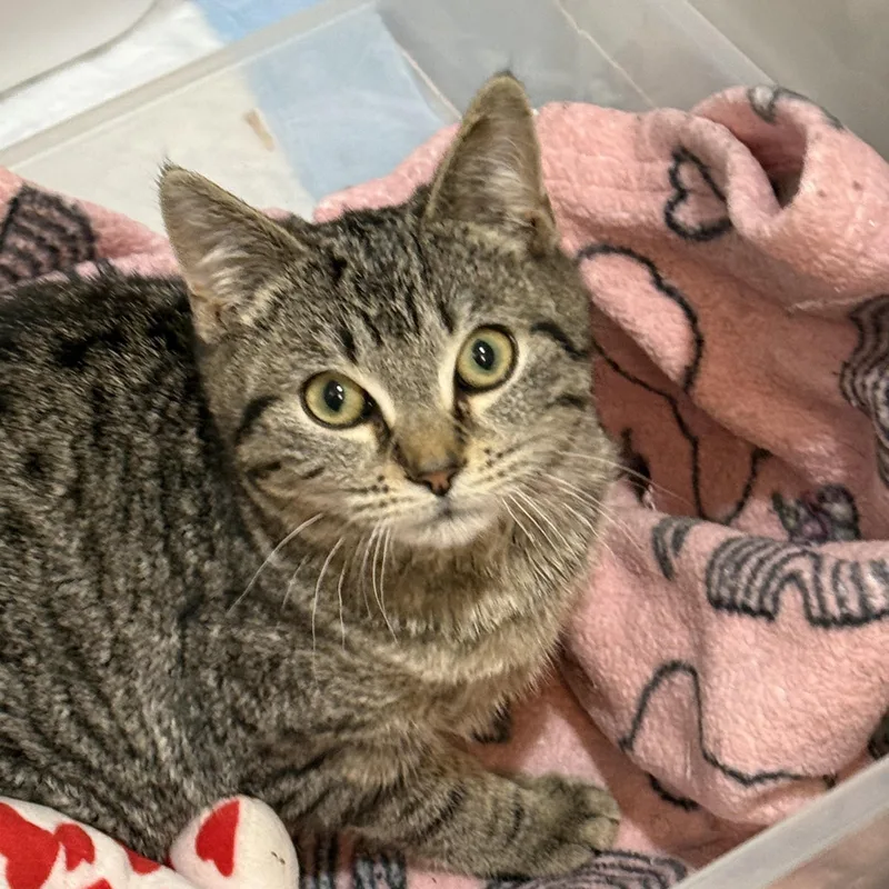 Blizzard thumbnail 2