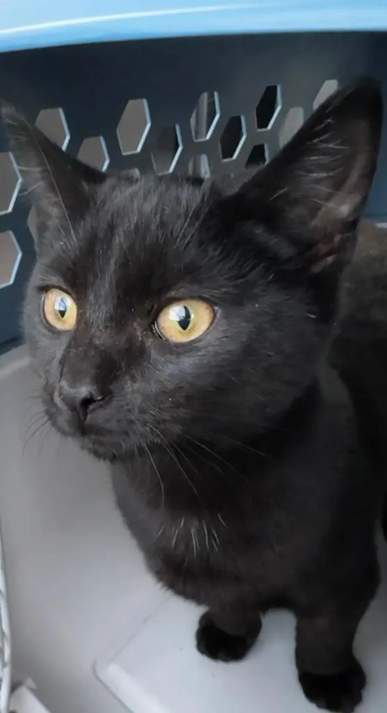 Buffalo Bill thumbnail 2