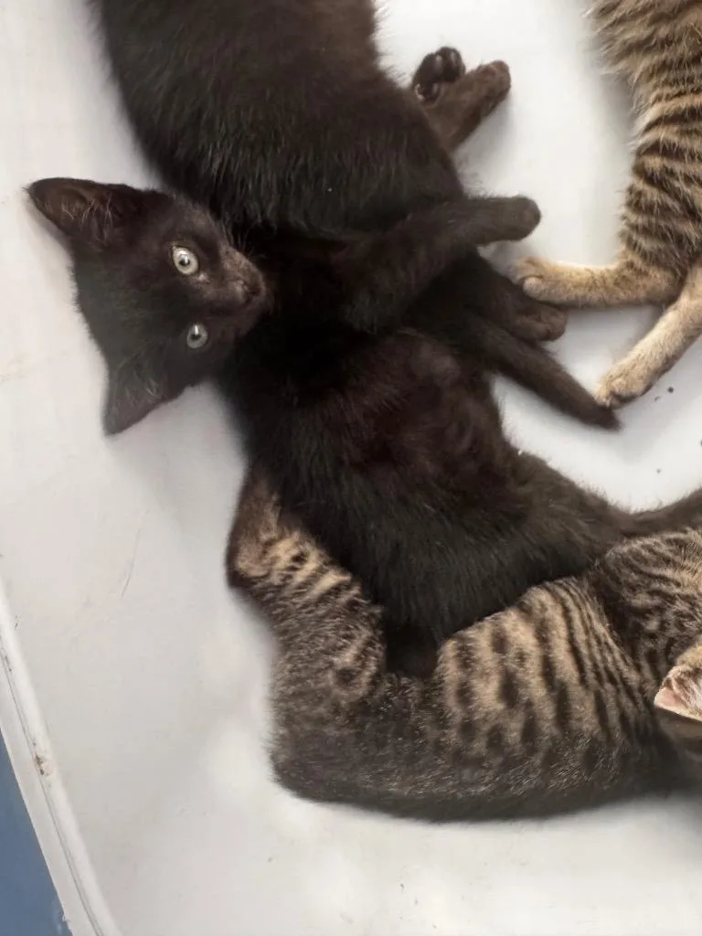 Buffalo Bill thumbnail 3