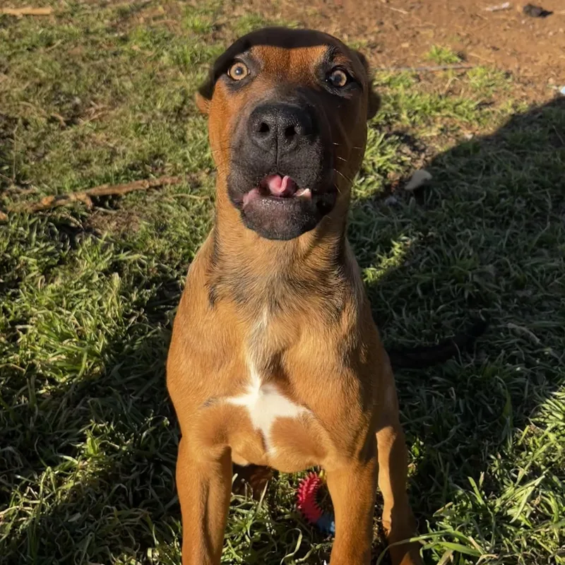 Bear Boy thumbnail 4