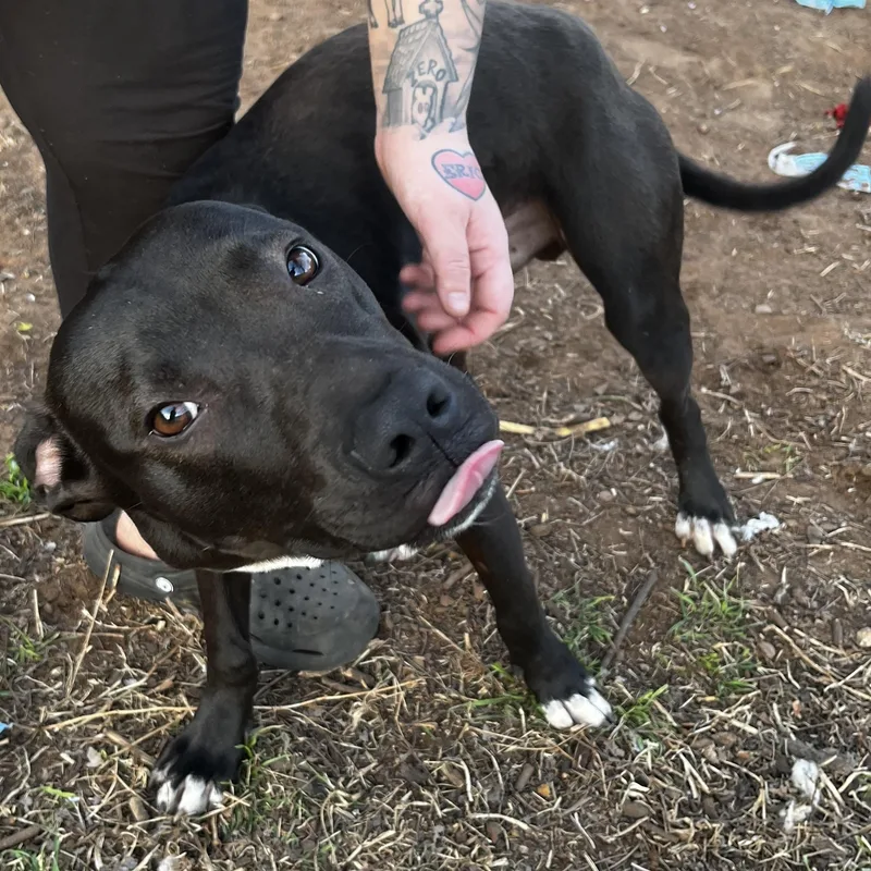 Blake Junior thumbnail 3