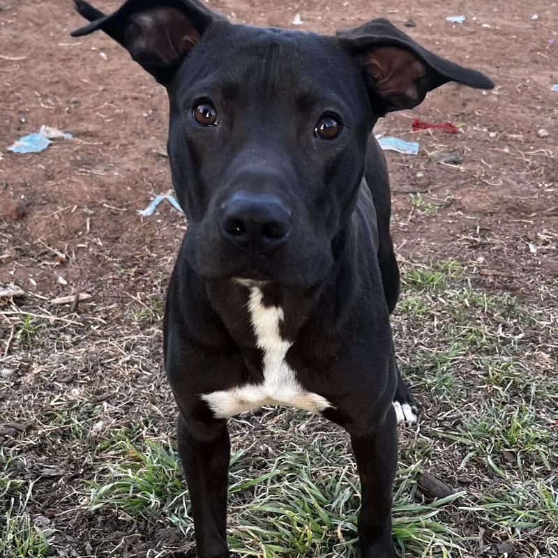 Blake Junior thumbnail 4