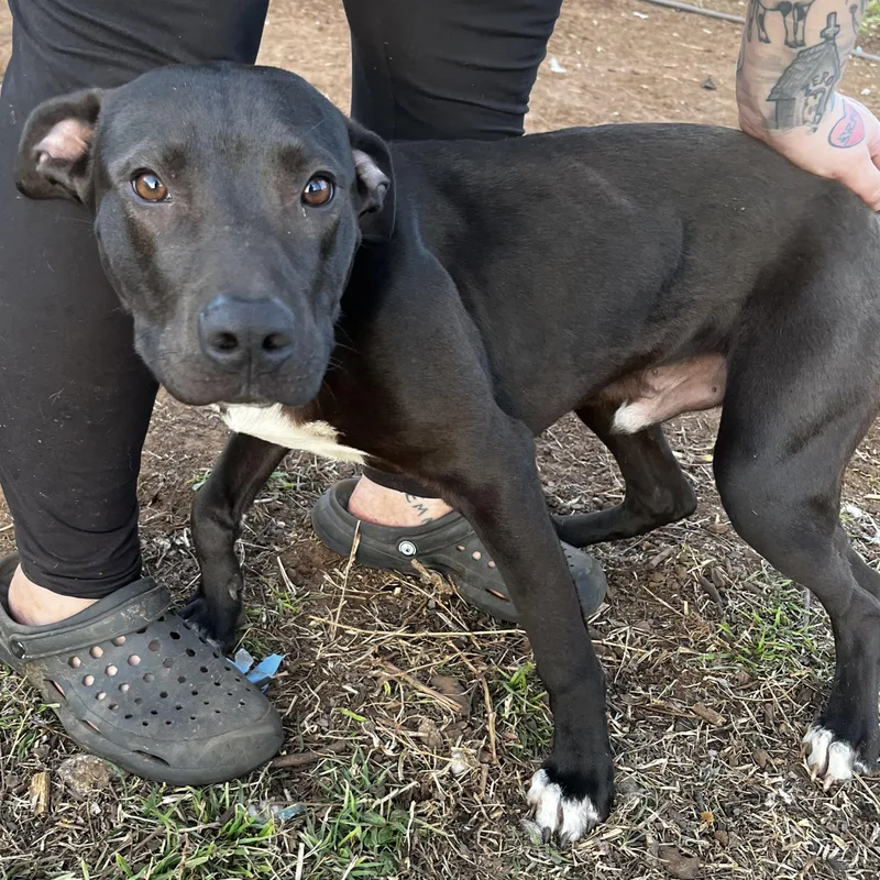 Blake Junior thumbnail 5