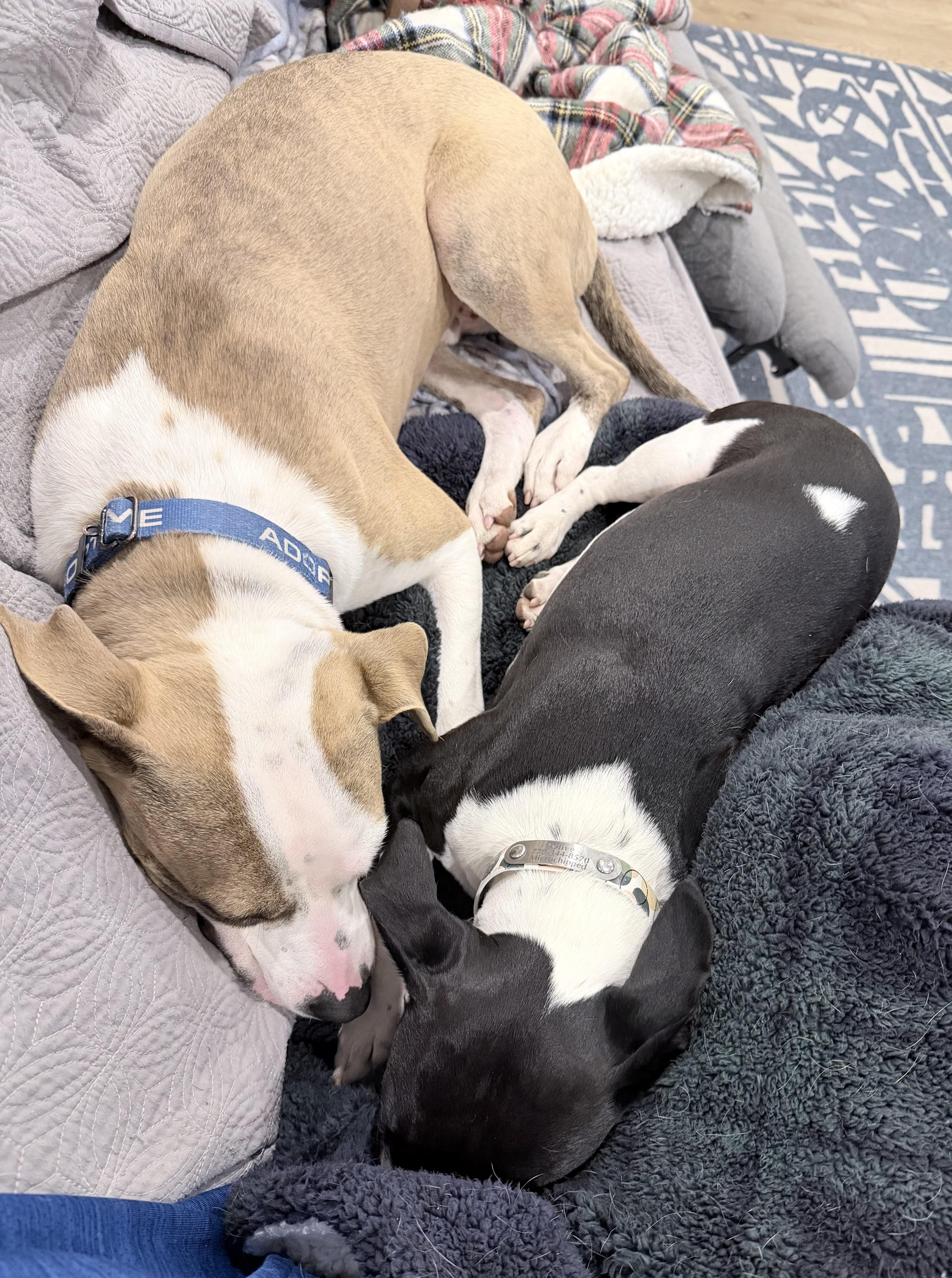 Dobby  Aka The thumbnail 2