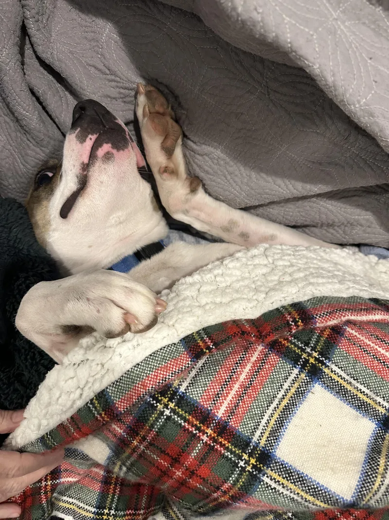 Dobby  Aka The thumbnail 3