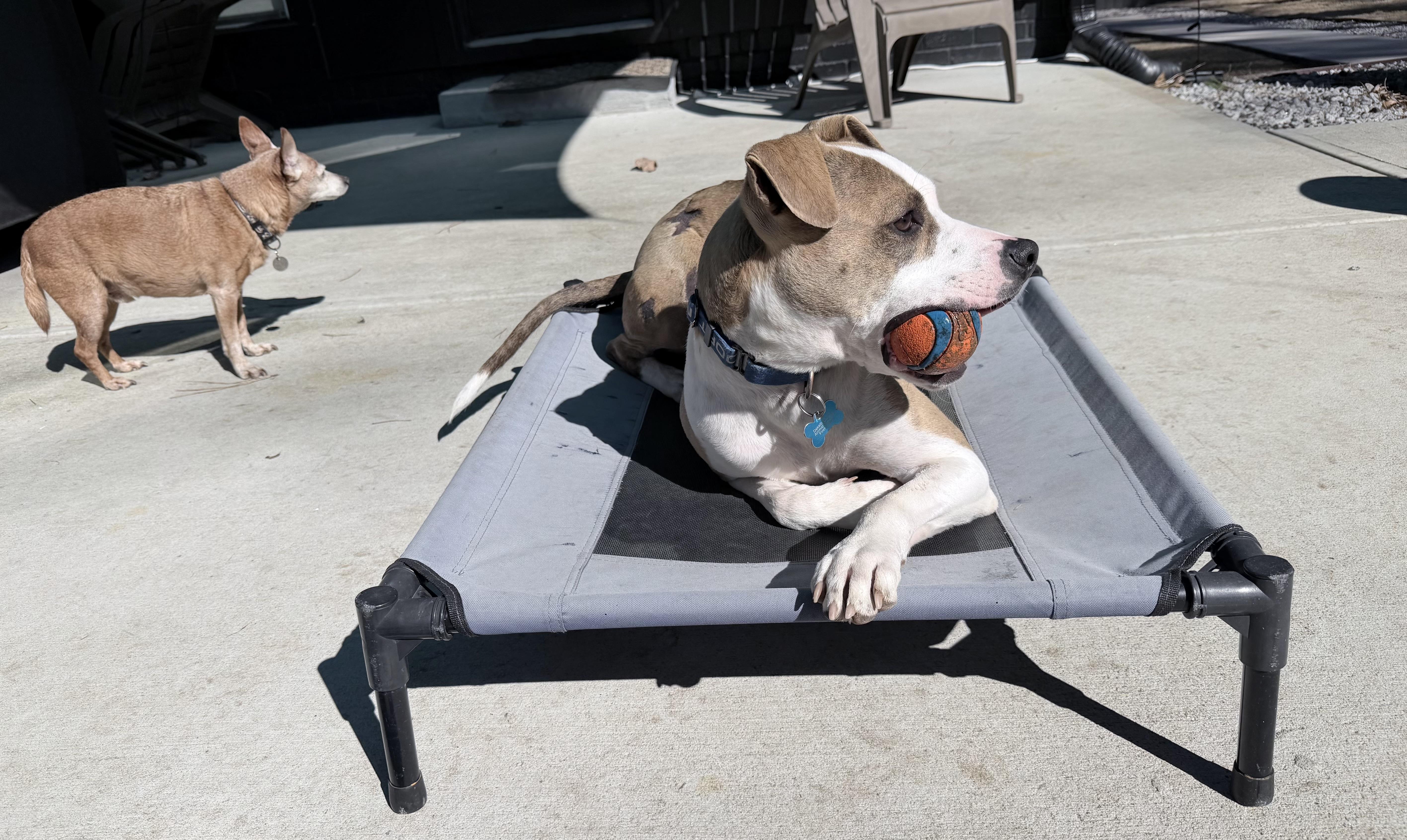 Dobby  Aka The thumbnail 4