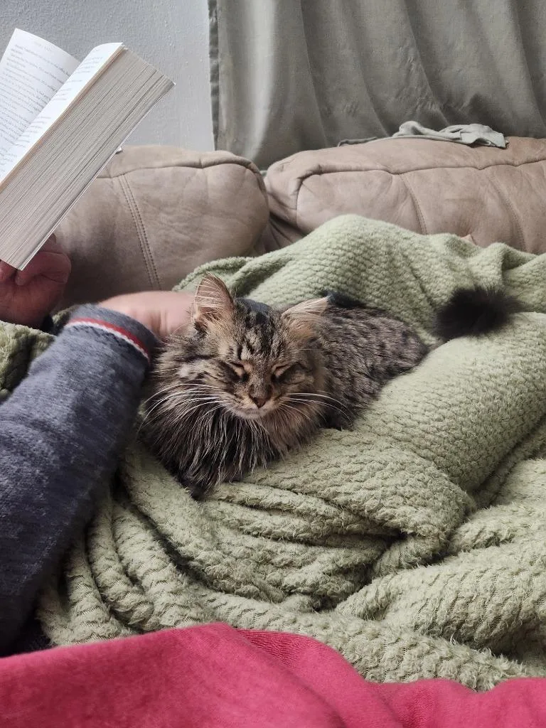 Darling Dixie  Mister thumbnail 2