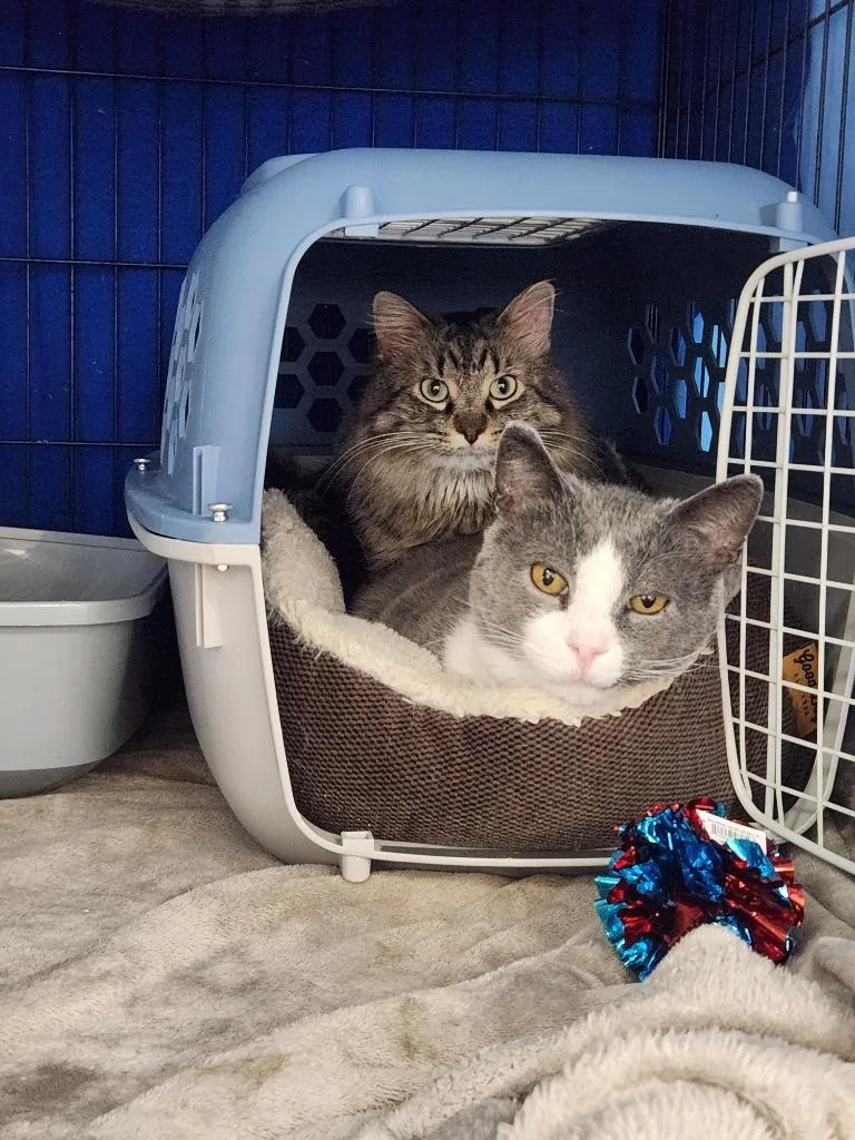 Darling Dixie  Mister