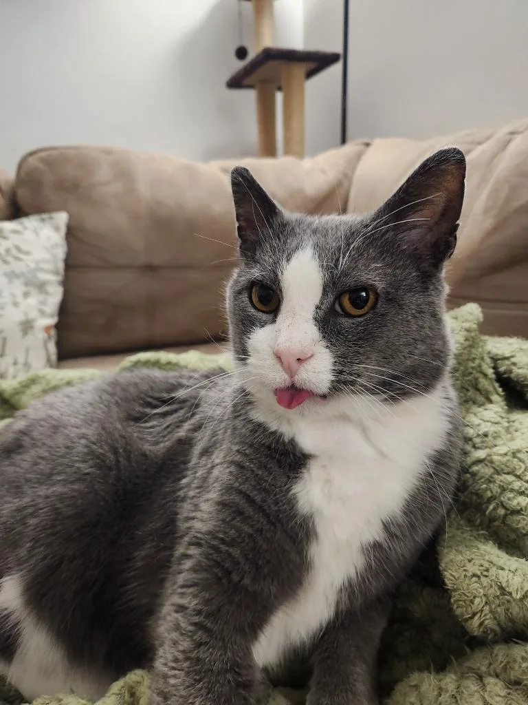 Darling Dixie  Mister thumbnail 4